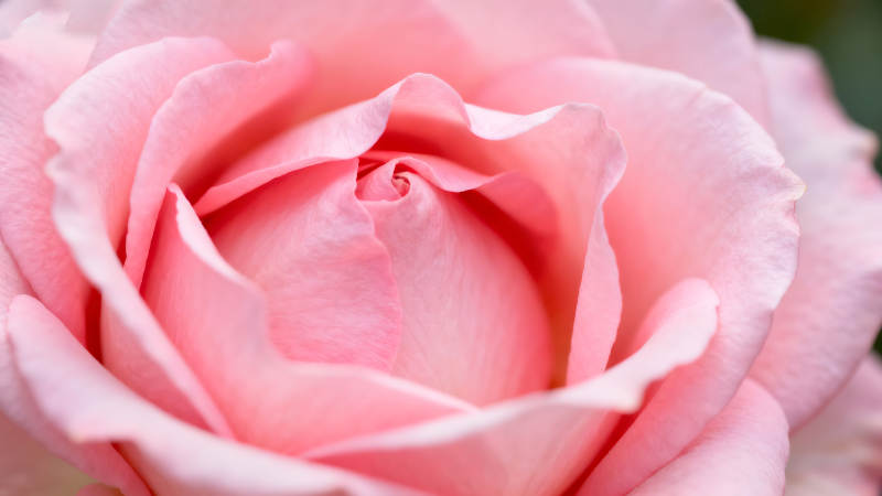 粉色玫瑰花瓣细节展示-图片