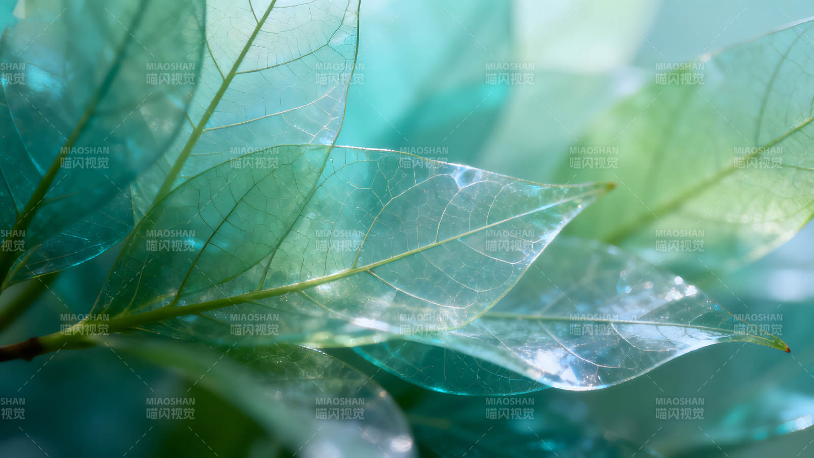 半透明叶片细节展示图片
