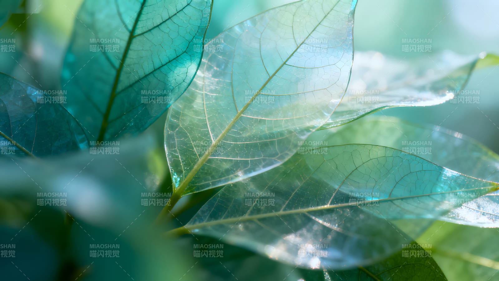 剔透叶脉翠绿叶片光影交织自然之美-图片