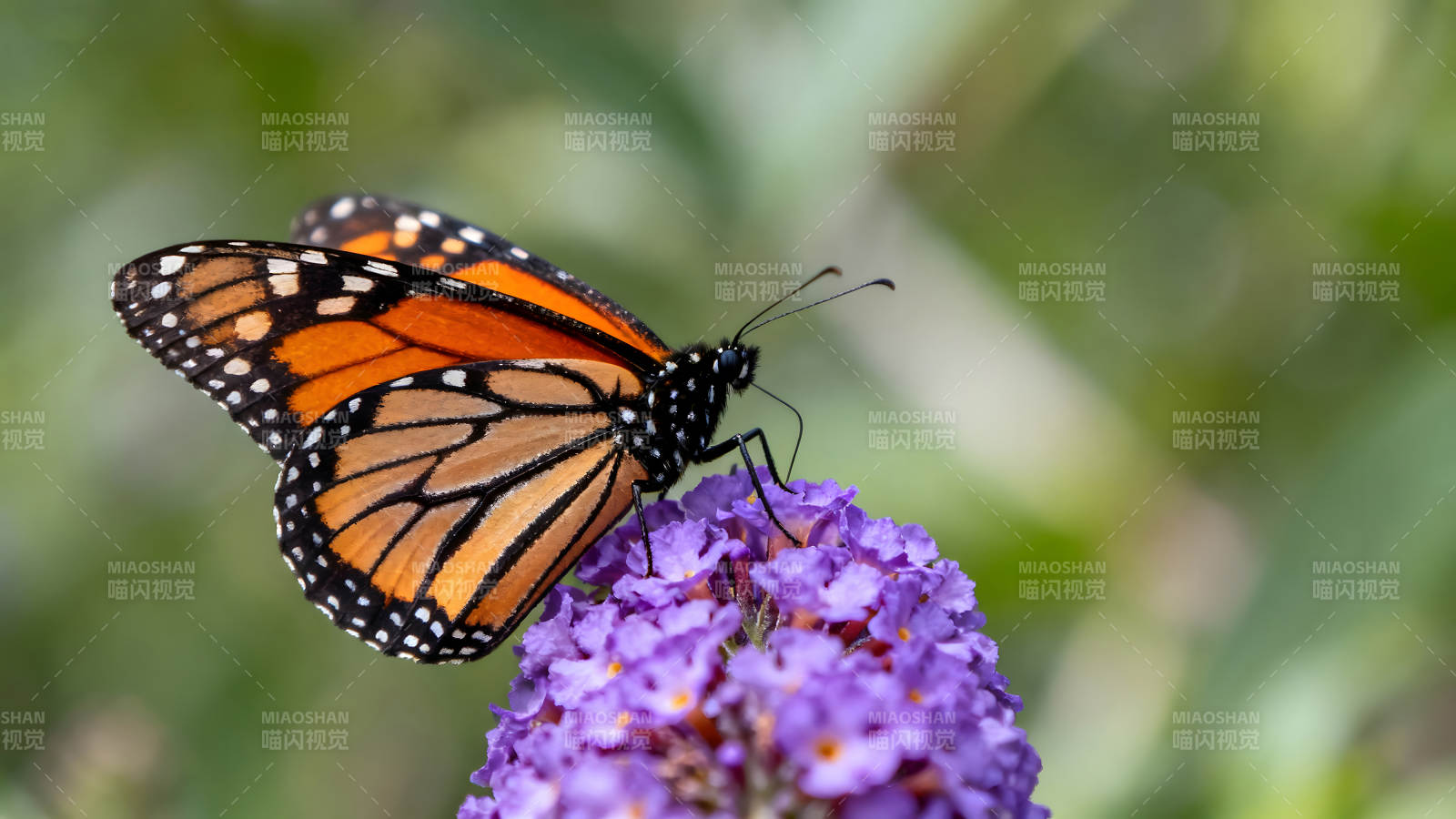 蝴蝶停在紫色的花上图片
