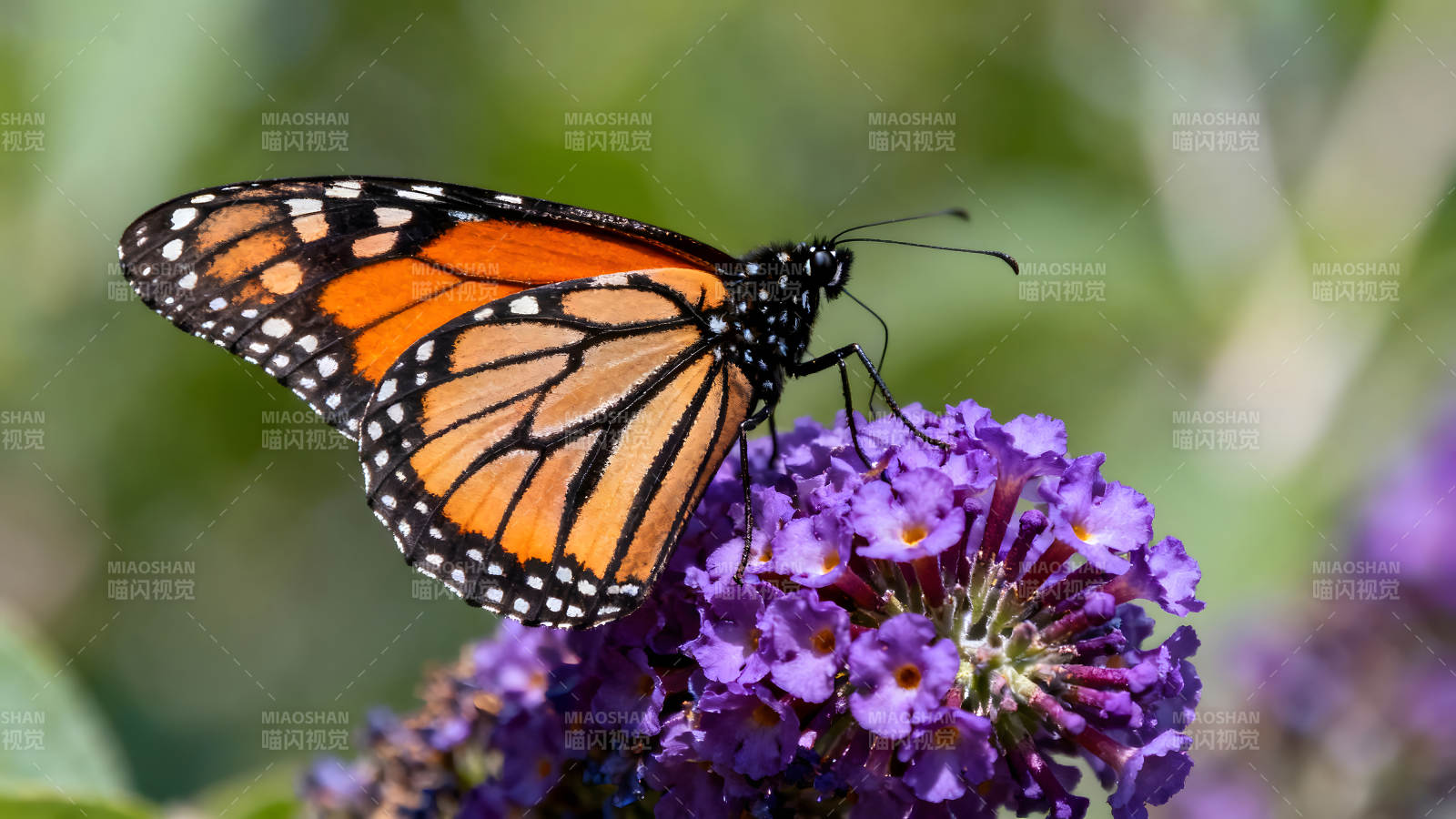 蝴蝶停在紫色花朵上图片