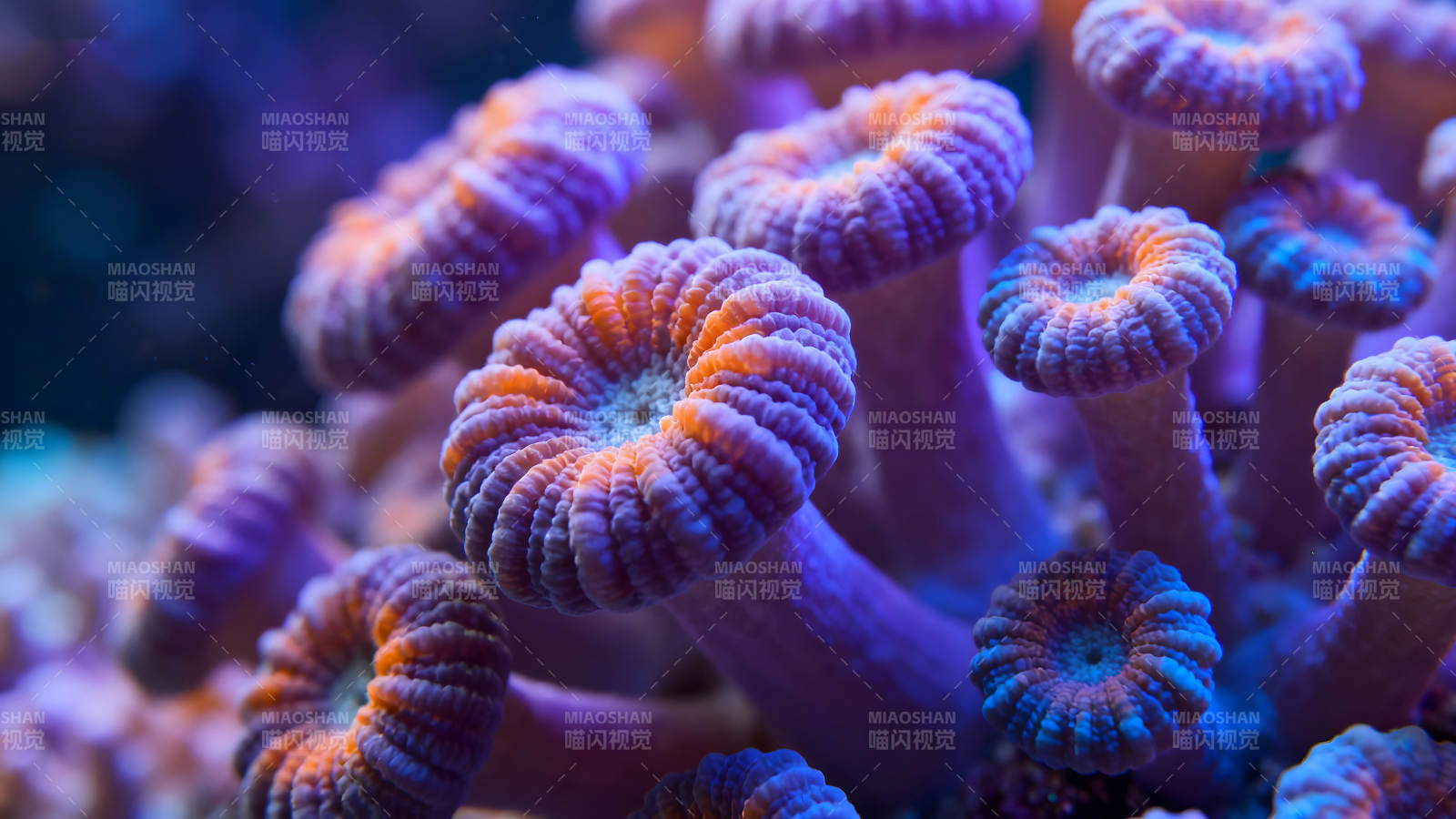 珊瑚礁的微觀世界色彩斑斕-圖片