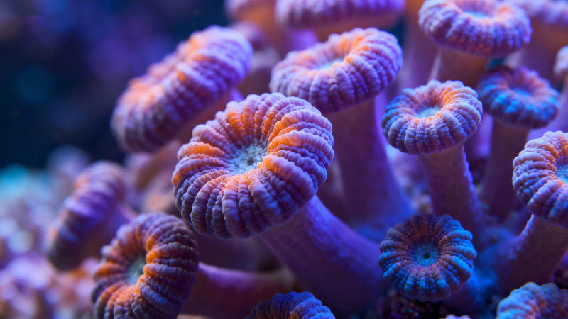 珊瑚礁的微觀世界色彩斑斕-圖片