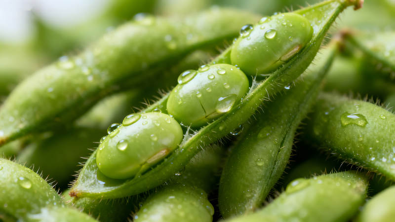 鲜绿豆荚晶莹剔透水珠点缀图片