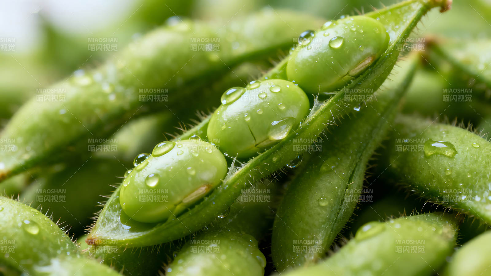 鲜绿豆荚晶莹剔透水珠点缀图片