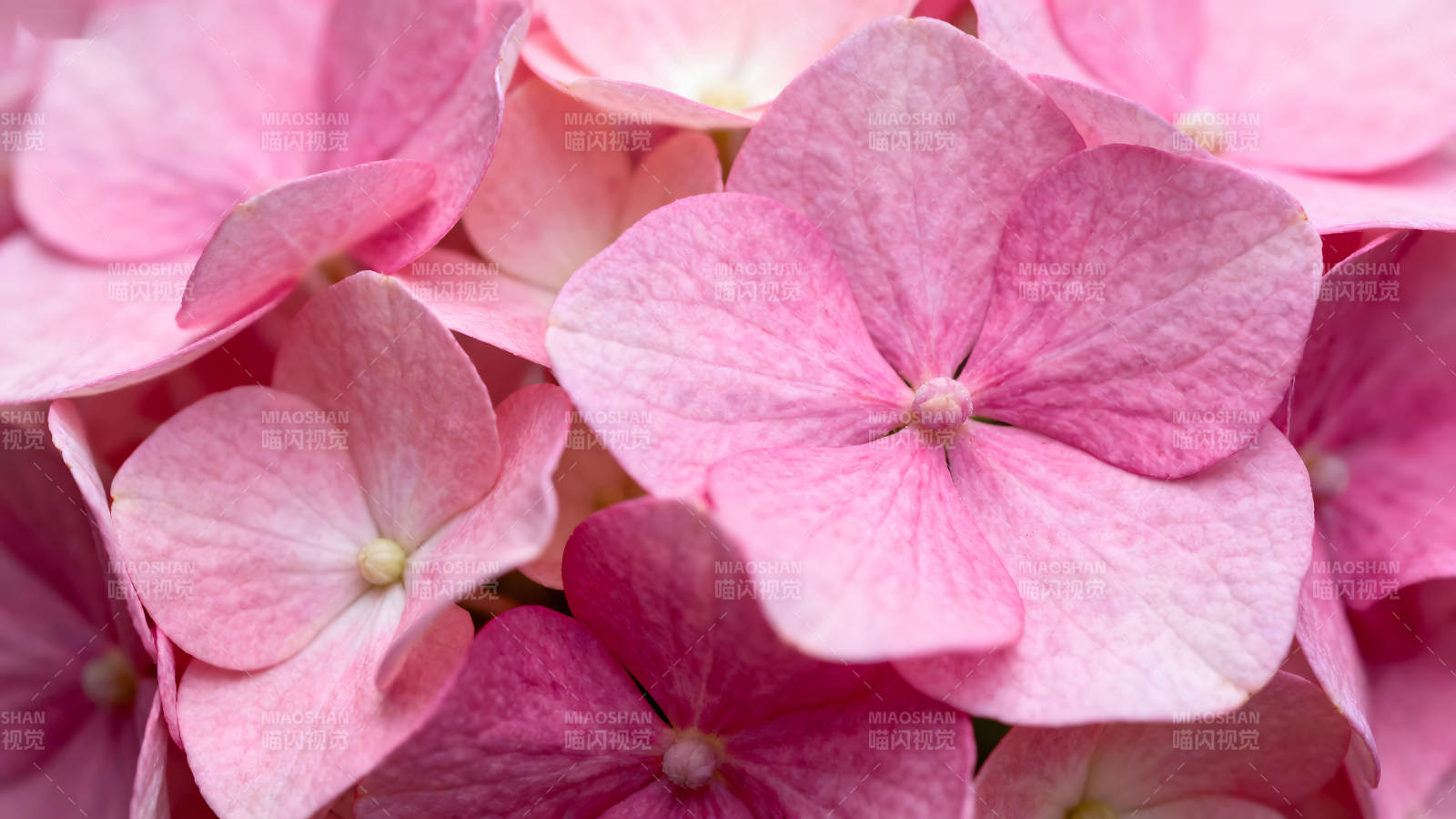粉色绣球花特写展现-图片