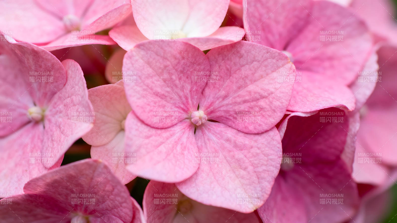 粉色绣球花特写镜头展现细腻花瓣-图片