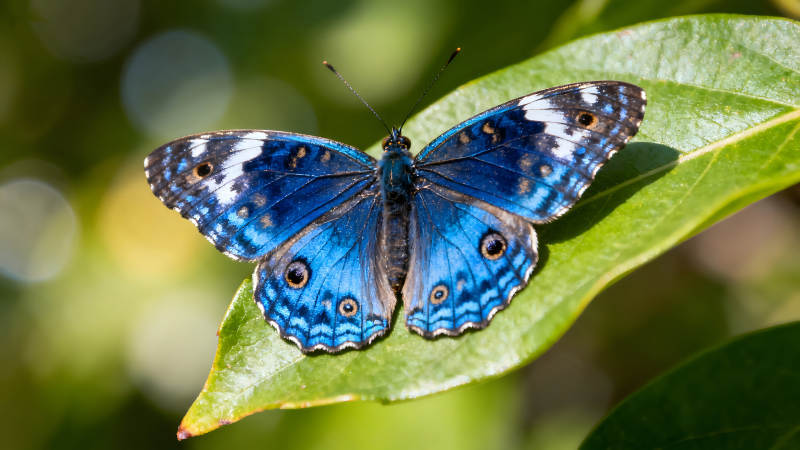 蓝蝴蝶停留在绿叶上-图片