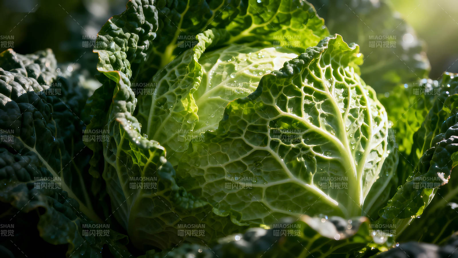 翠綠卷心菜特寫陽光照耀-圖片