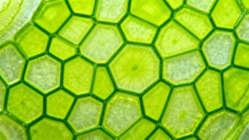 细胞组织结构光线下的叶片-图片