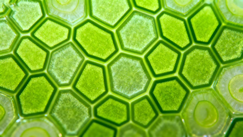 青葱横切面微观细节-图片