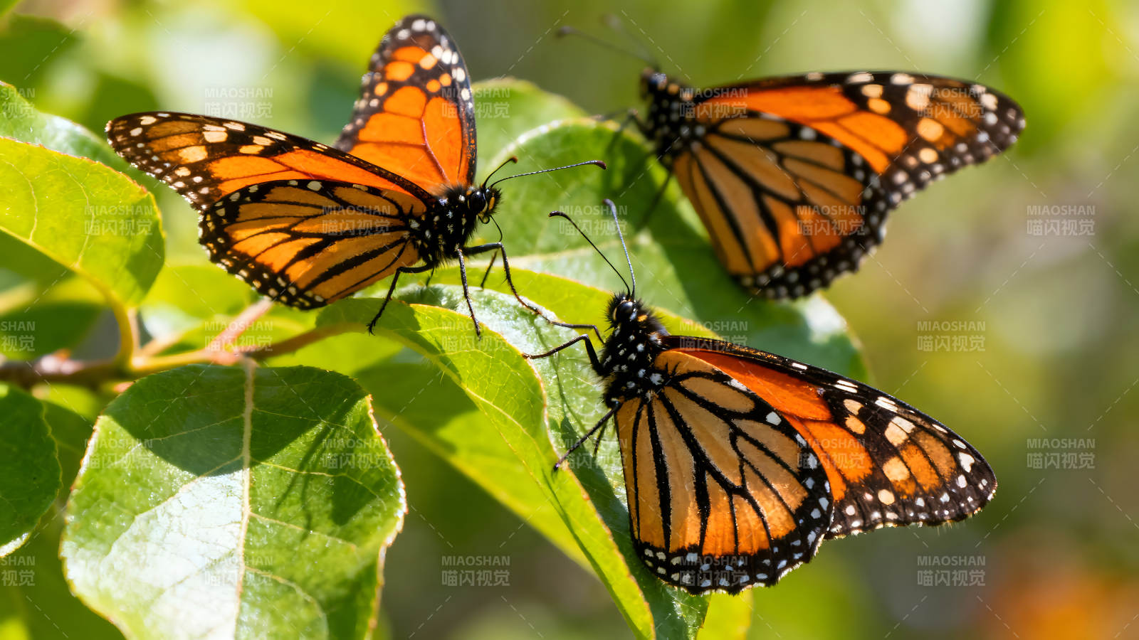 三只橙色蝴蝶在绿叶上栖息图片