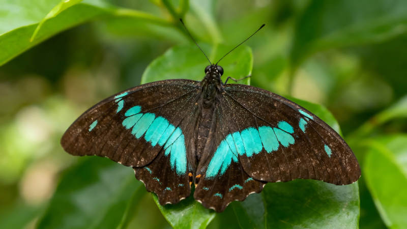 翠蓝蝴蝶栖息绿叶之上-图片