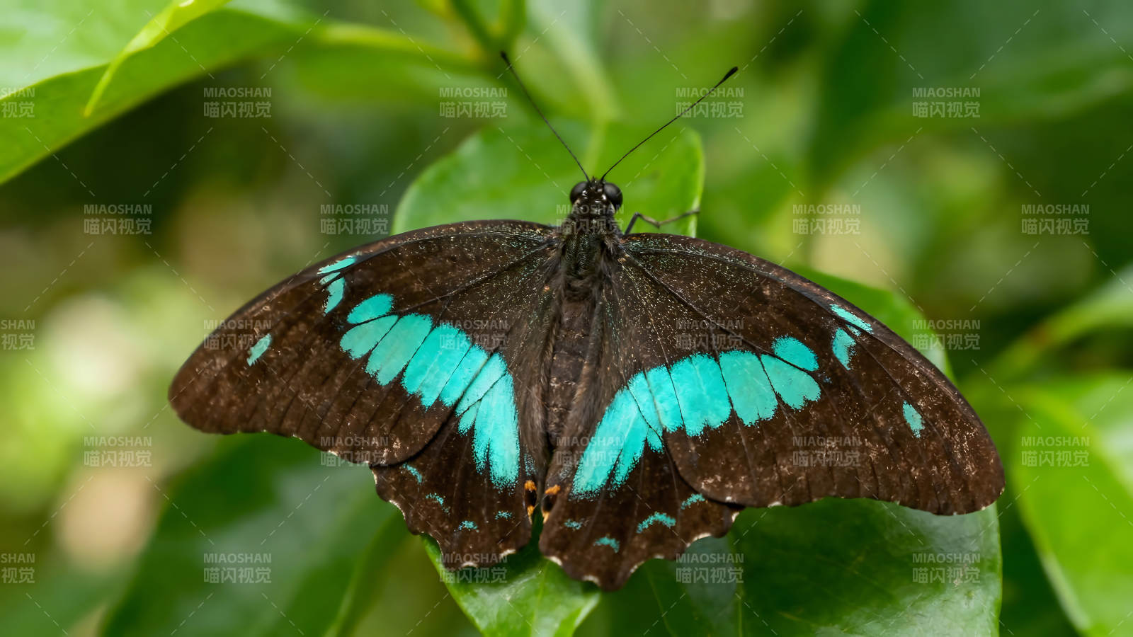 翠蓝蝴蝶栖息绿叶之上图片