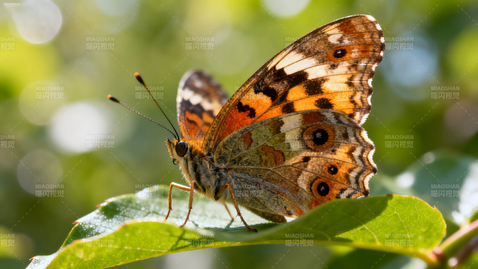 蝴蝶停在绿叶上翅膀花纹色彩鲜艳图片