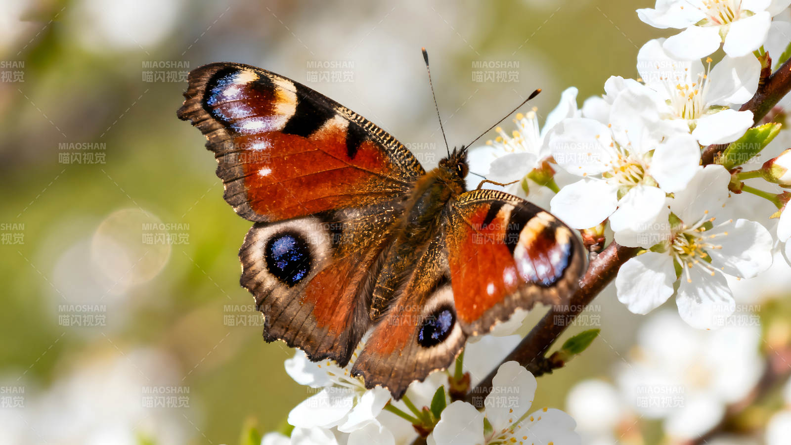 蝴蝶栖息在白色花朵上-图片