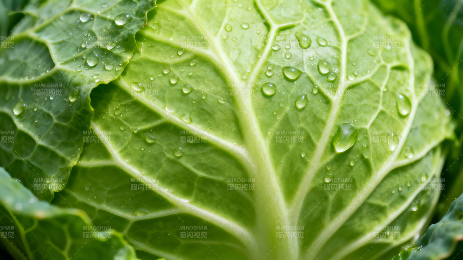 翠绿卷心菜细节特写图片
