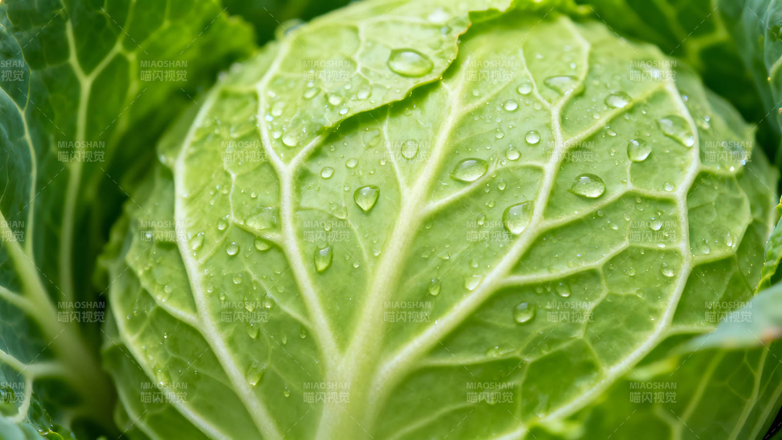 新鲜卷心菜特写水珠点缀着绿叶图片