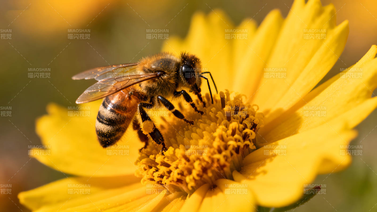 蜜蜂采蜜黄色花朵特写图片