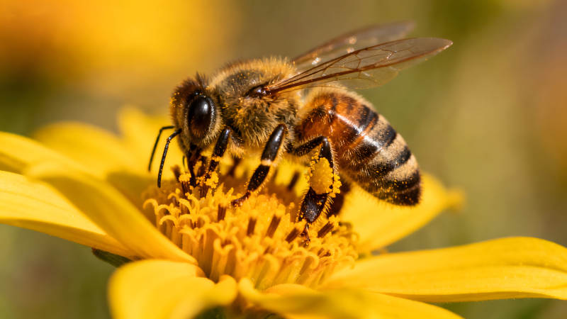 蜜蜂在黃色花朵上采蜜-圖片