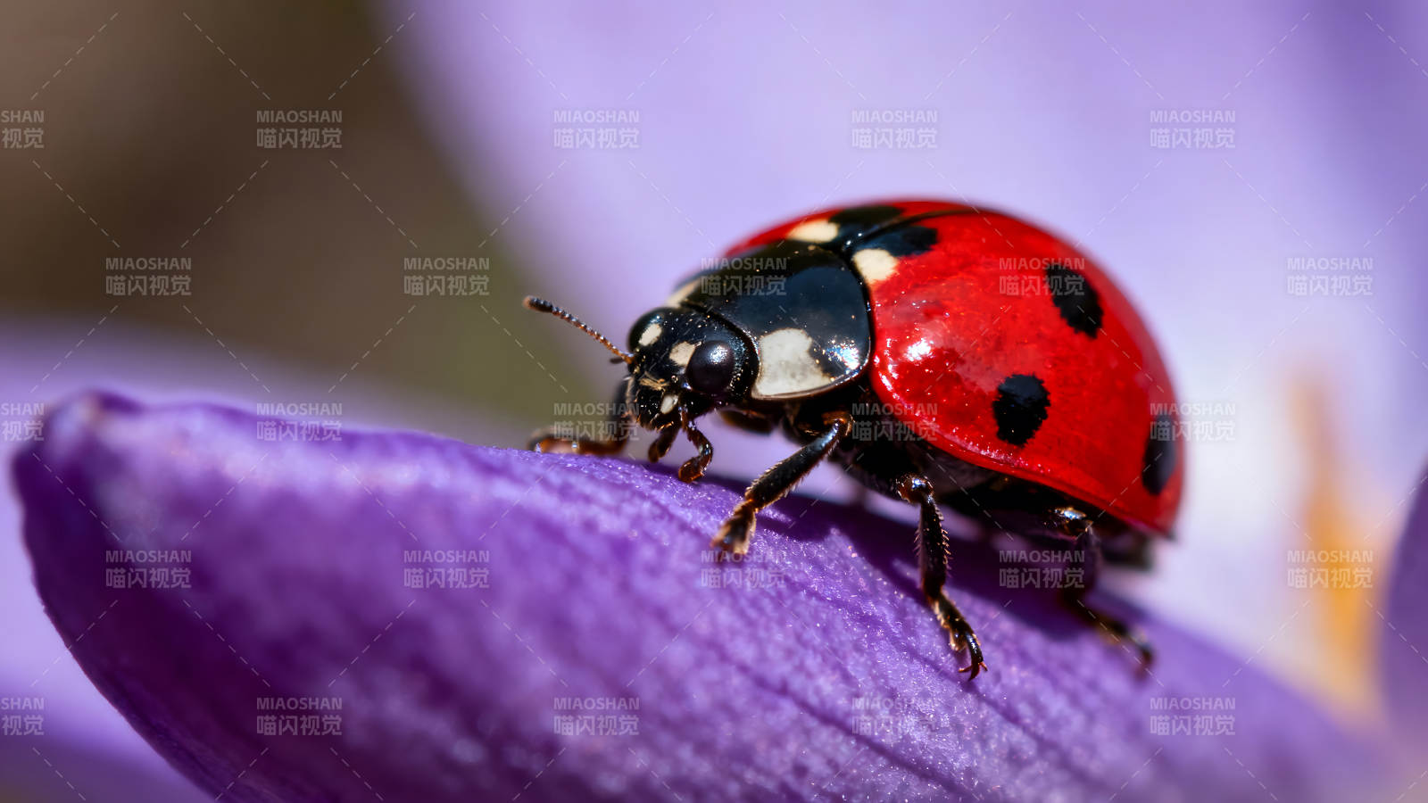 瓢虫栖息在紫色花瓣上-图片