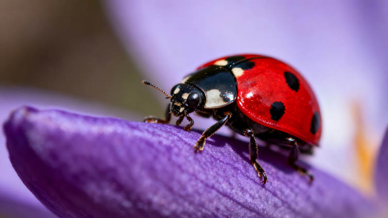 瓢虫栖息在紫色花瓣上-图片