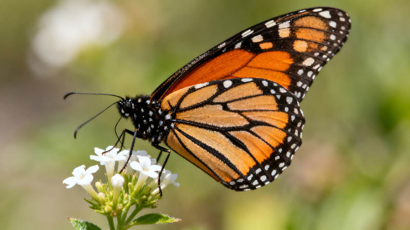 蝴蝶停在白色花朵上翅膀橙色黑色相间-图片