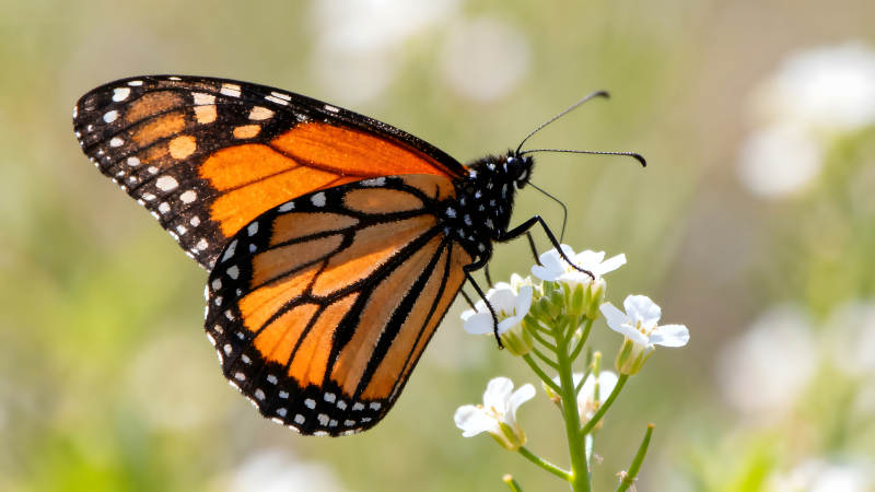 蝴蝶停在花朵上吸食花蜜圖片