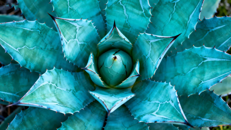 藍綠色多肉植物特寫鏡頭-圖片