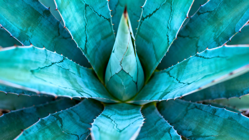 翠绿仙人掌的特写镜头图片