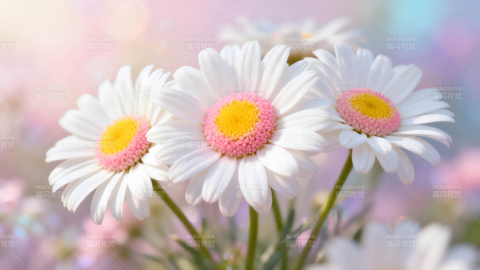 粉色花朵特写唯美浪漫图片