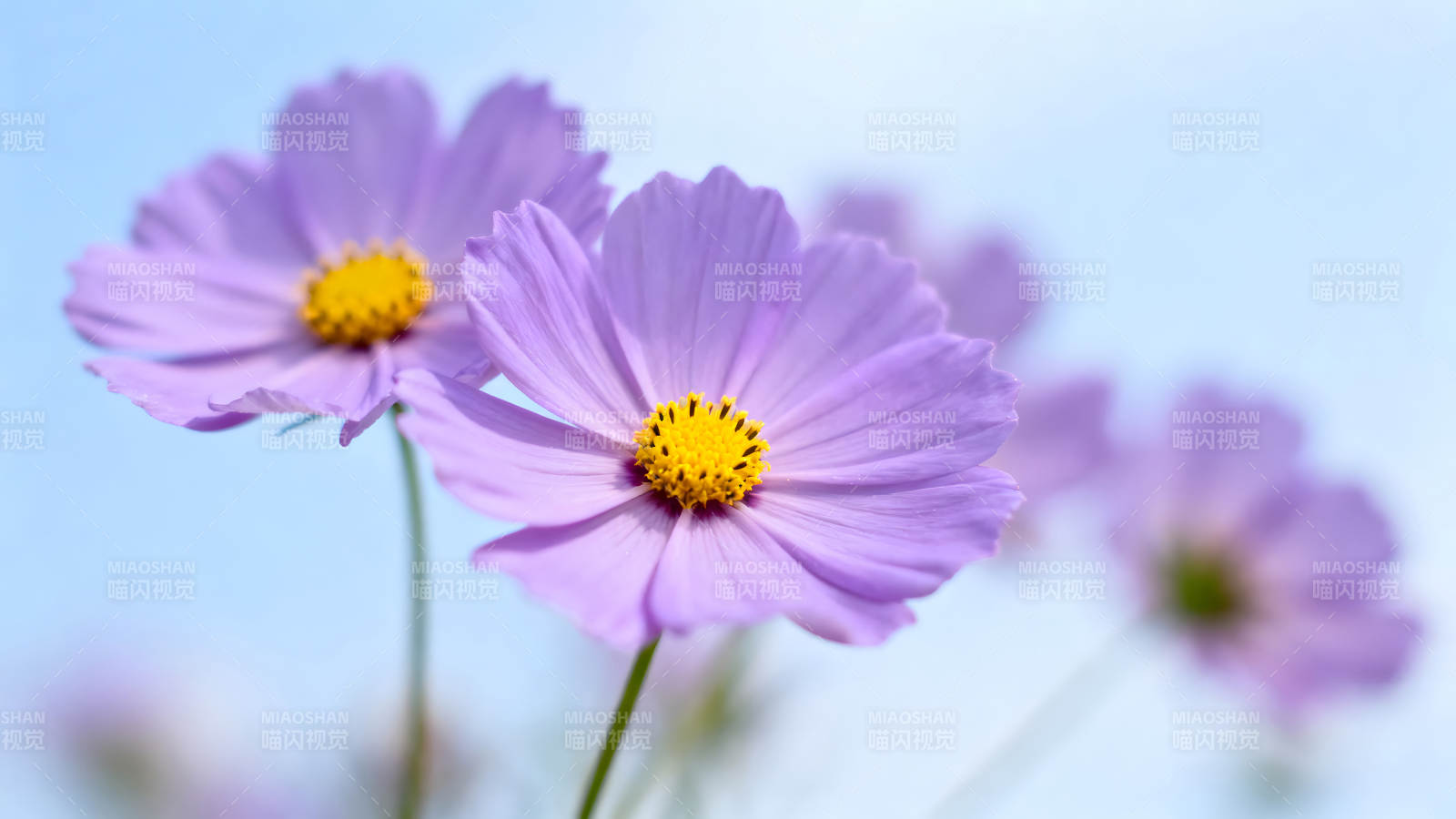 紫色花朵在蓝天背景下绽放图片