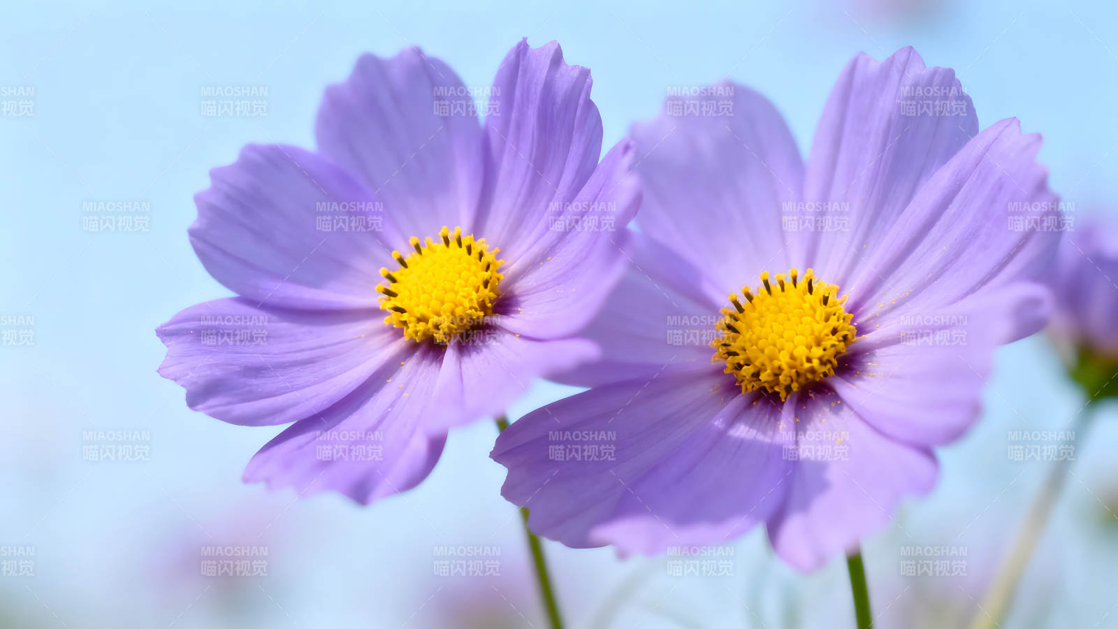 紫色花朵盛开于晴空图片