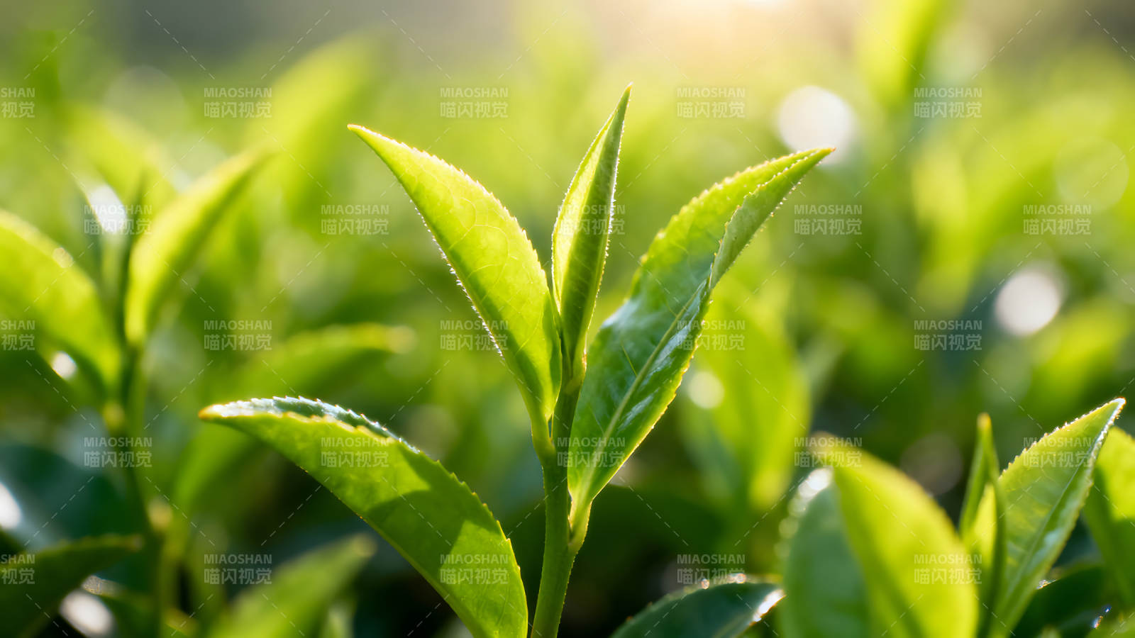 綠葉特寫陽光照射下的茶樹嫩葉-圖片
