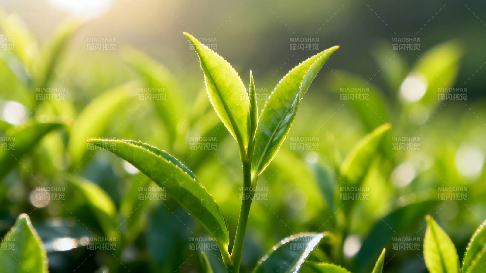 嫩葉茶芽沐浴陽光圖片