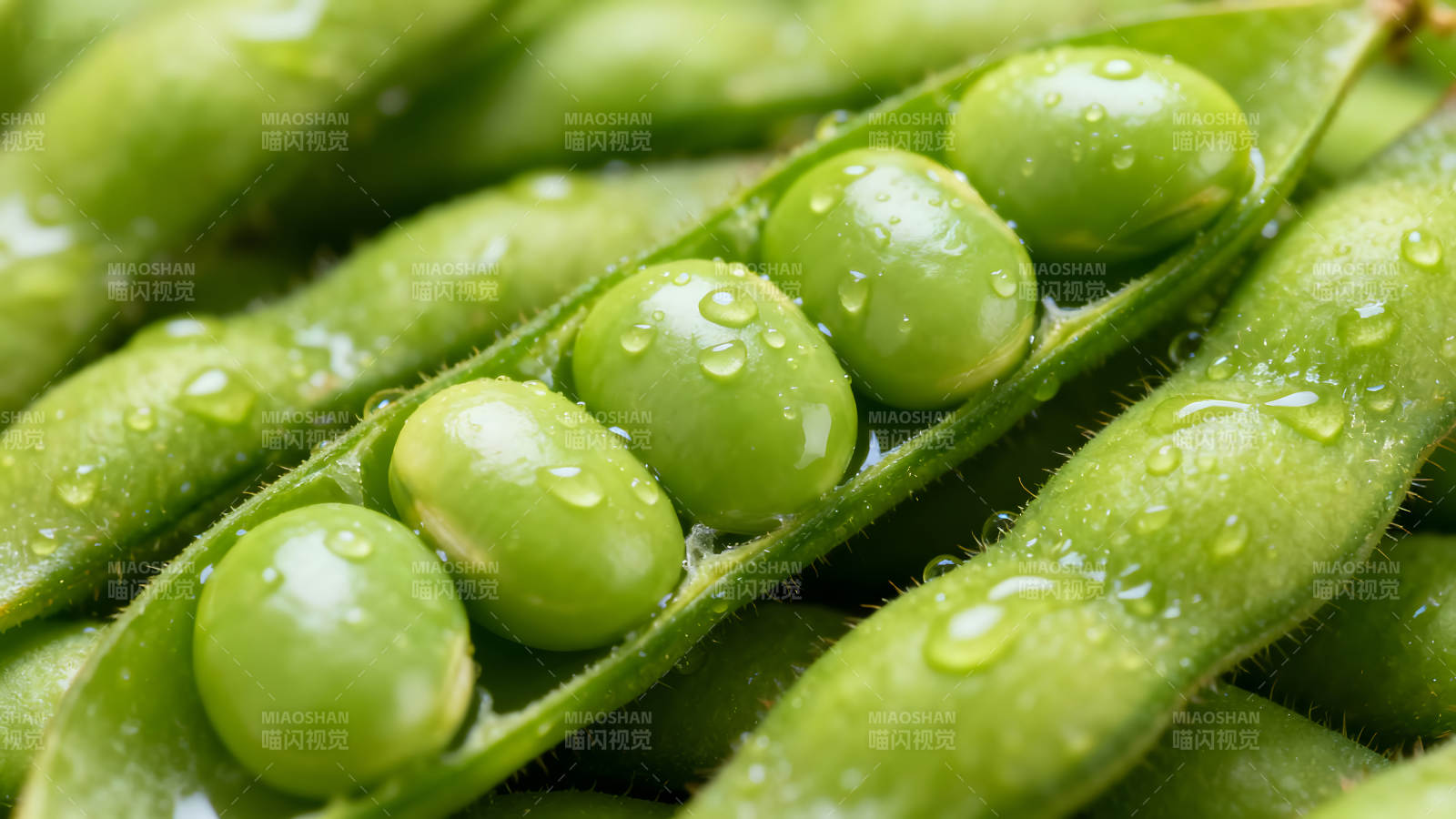 鲜嫩的毛豆与水珠特写图片