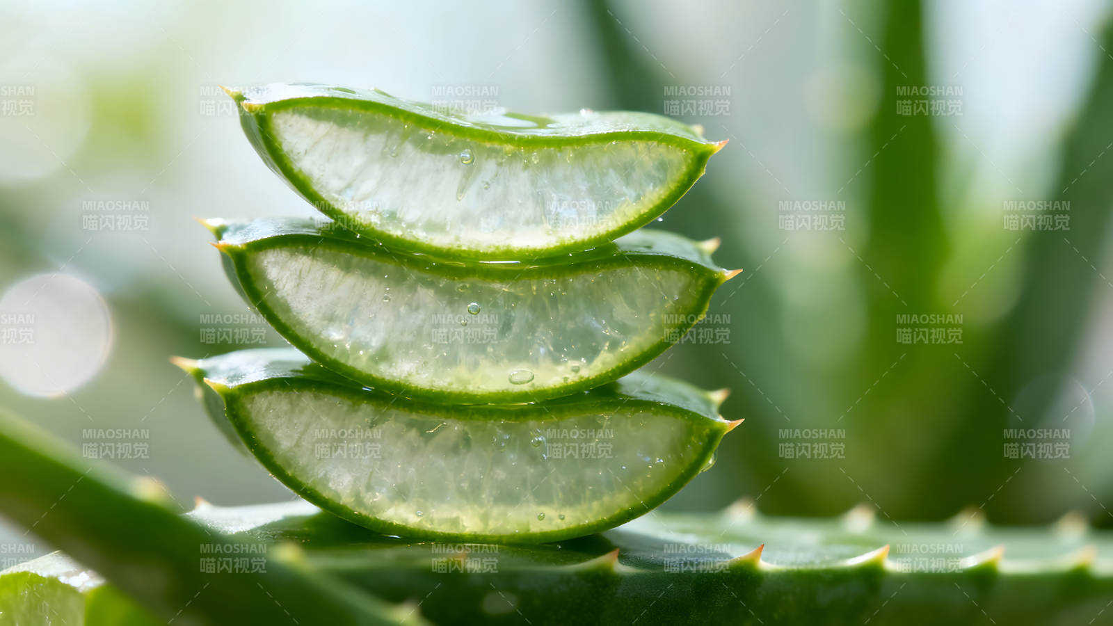 透明的芦荟切片特写清新植物-图片