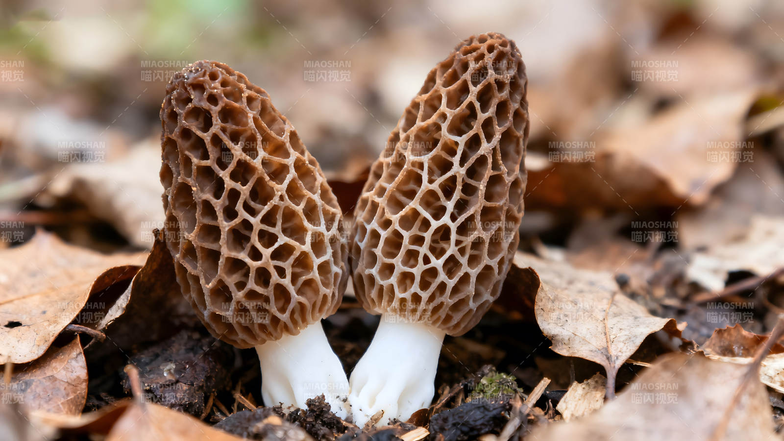 两株蜂窝状蘑菇生长在落叶中-图片