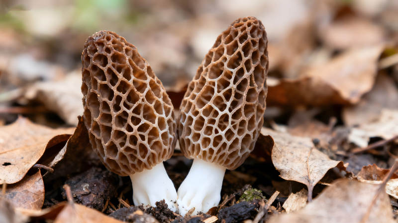 两株蜂窝状蘑菇生长在落叶中-图片