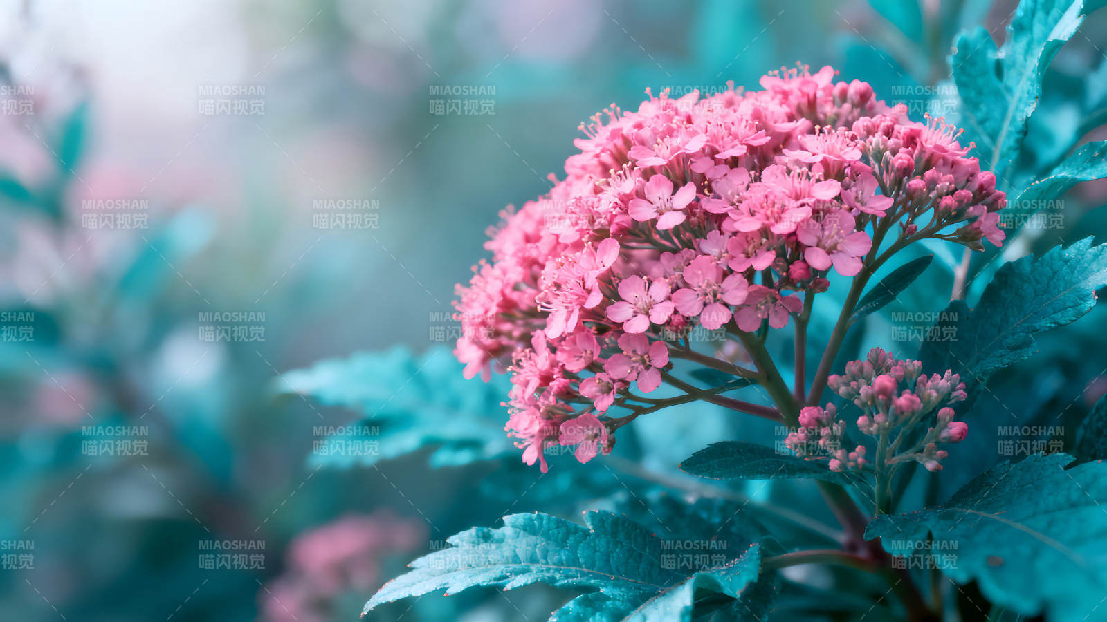 粉色花朵在蓝绿色叶片中绽放图片