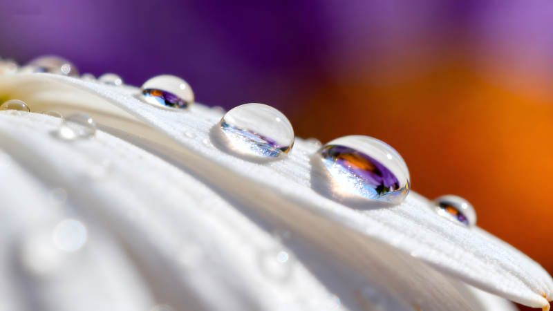 水滴花瓣细节微距摄影展现-图片