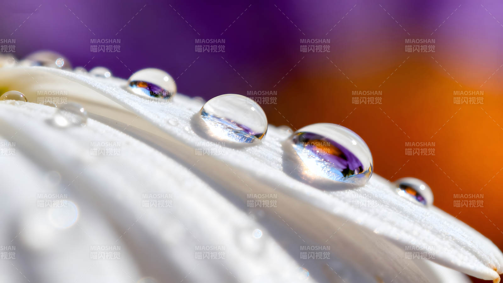 水滴花瓣細(xì)節(jié)微距攝影展現(xiàn)圖片