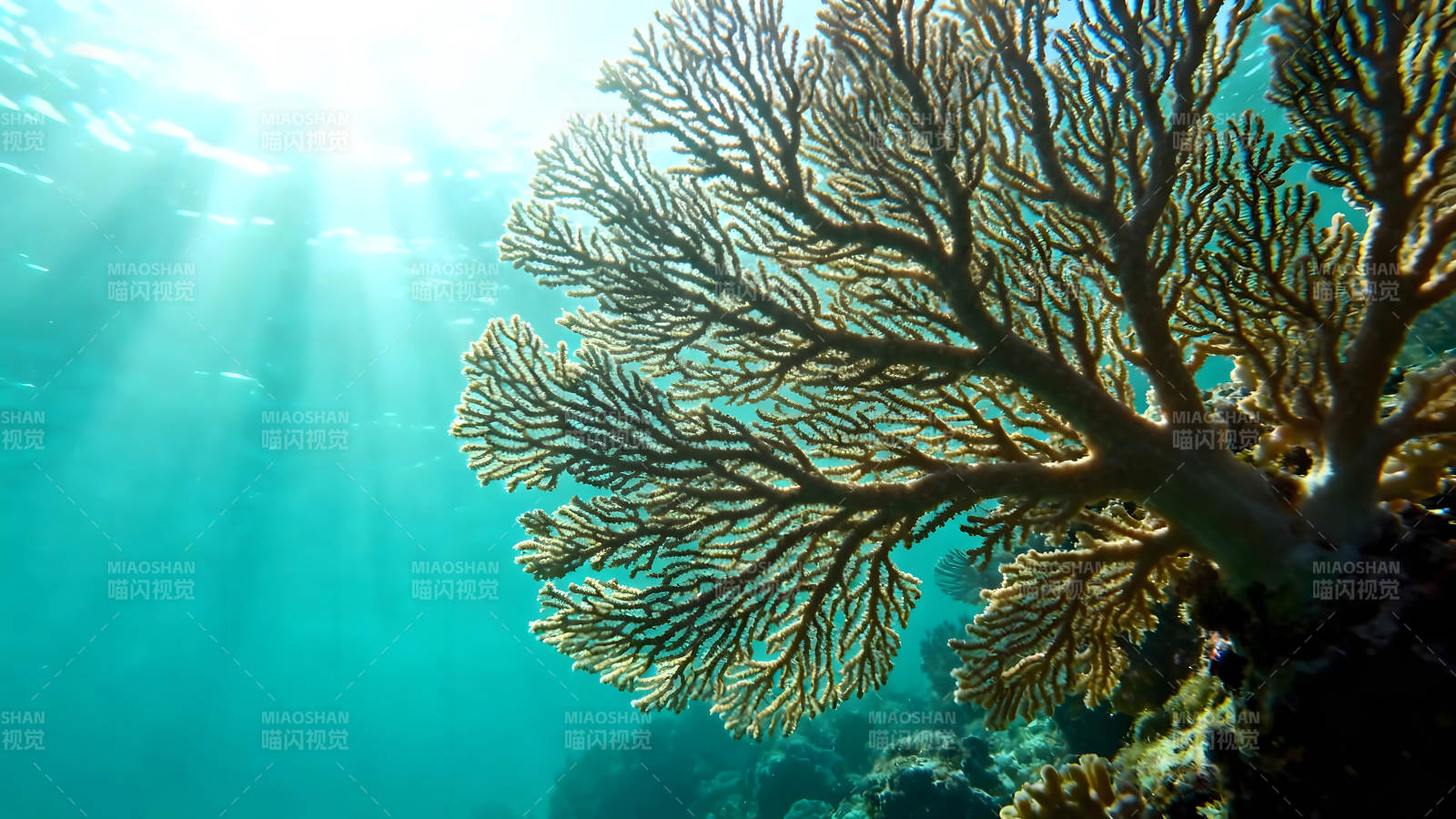 海底珊瑚礁阳光穿透水面光线流动-图片