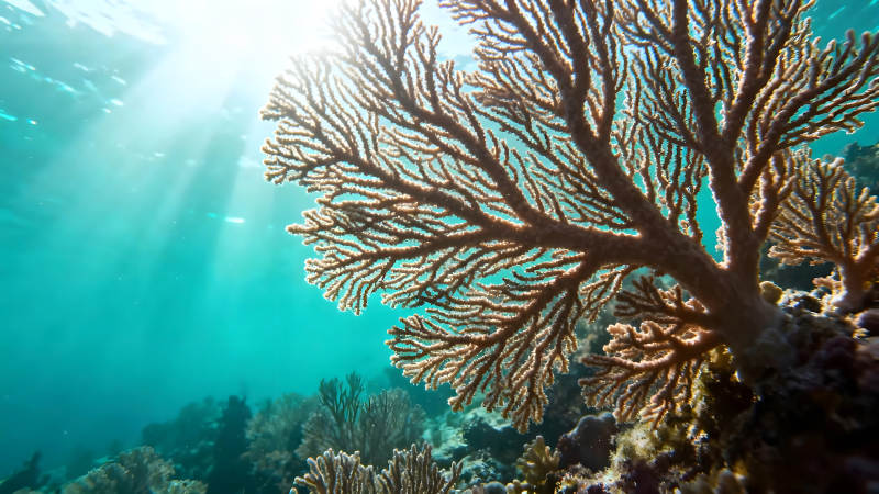 珊瑚礁水下世界陽光普照-圖片