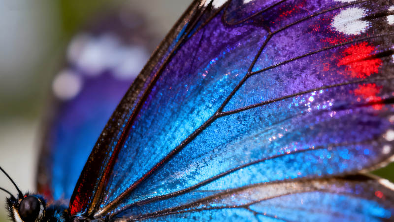 蝴蝶翅膀的细节展示颜色绚丽夺目-图片