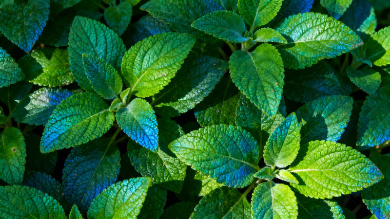 翠綠葉片特寫光影交錯色彩斑斕-圖片