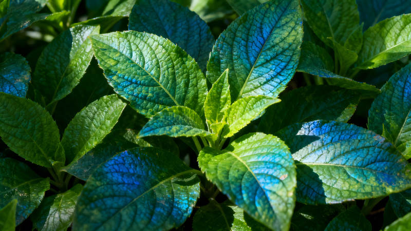 綠葉特寫色彩鮮艷光影斑駁-圖片