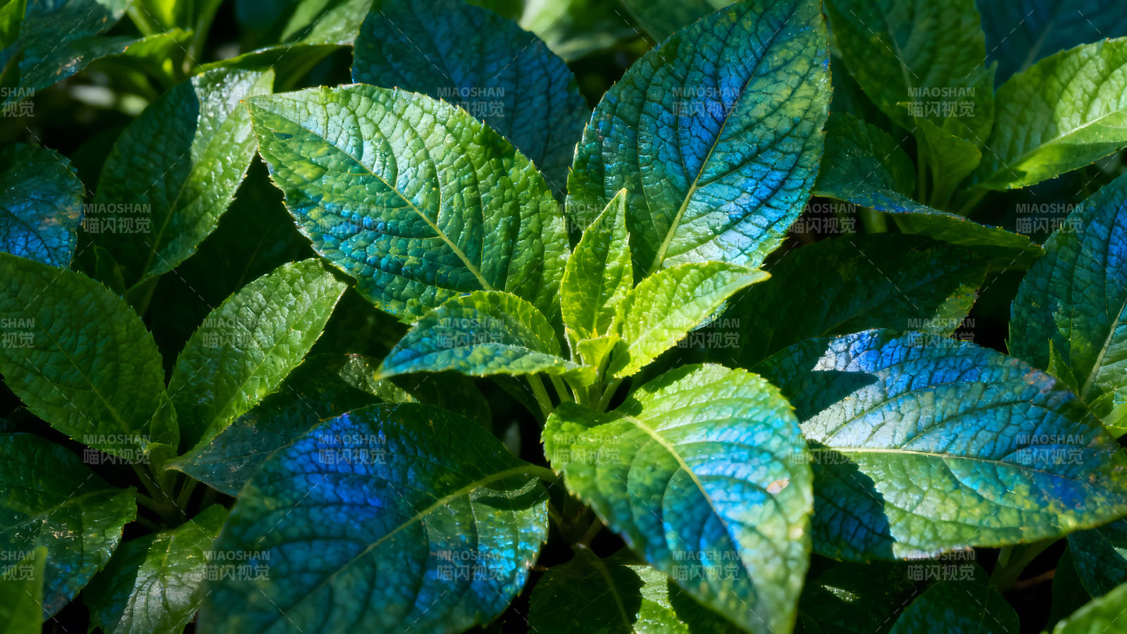 綠葉特寫色彩鮮艷光影斑駁-圖片