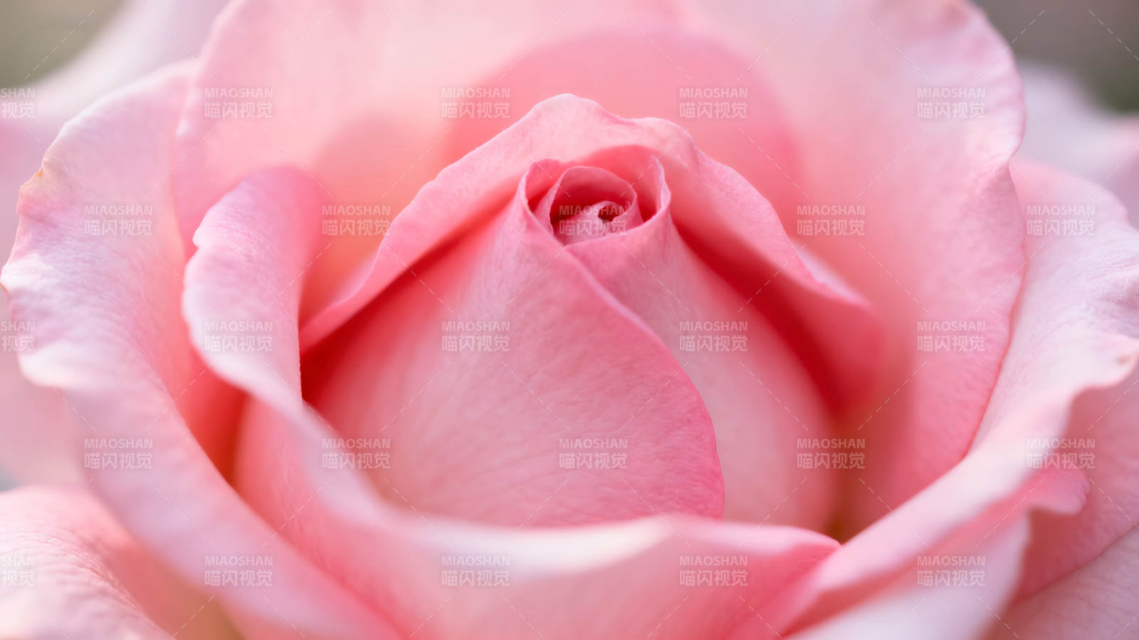 粉色玫瑰特寫花瓣細膩柔美圖片