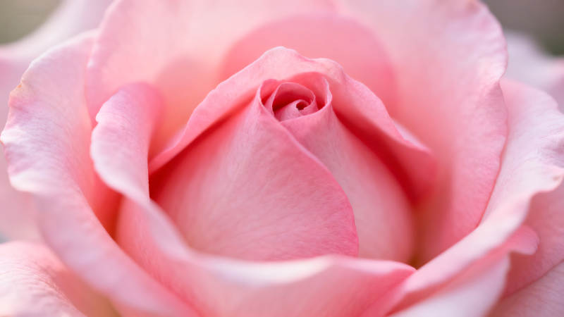 粉色玫瑰特写花瓣细腻柔美-图片